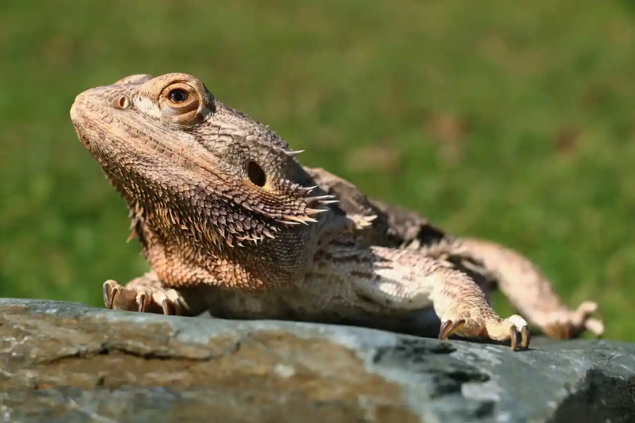 agama