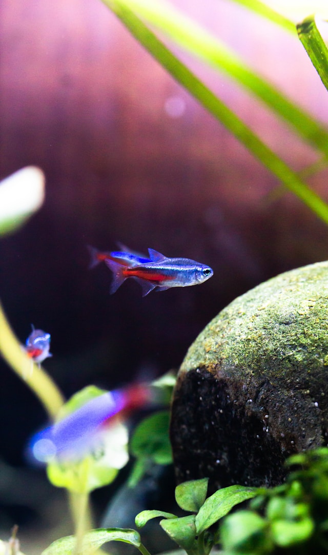 neony innesa Paracheirodon innesi