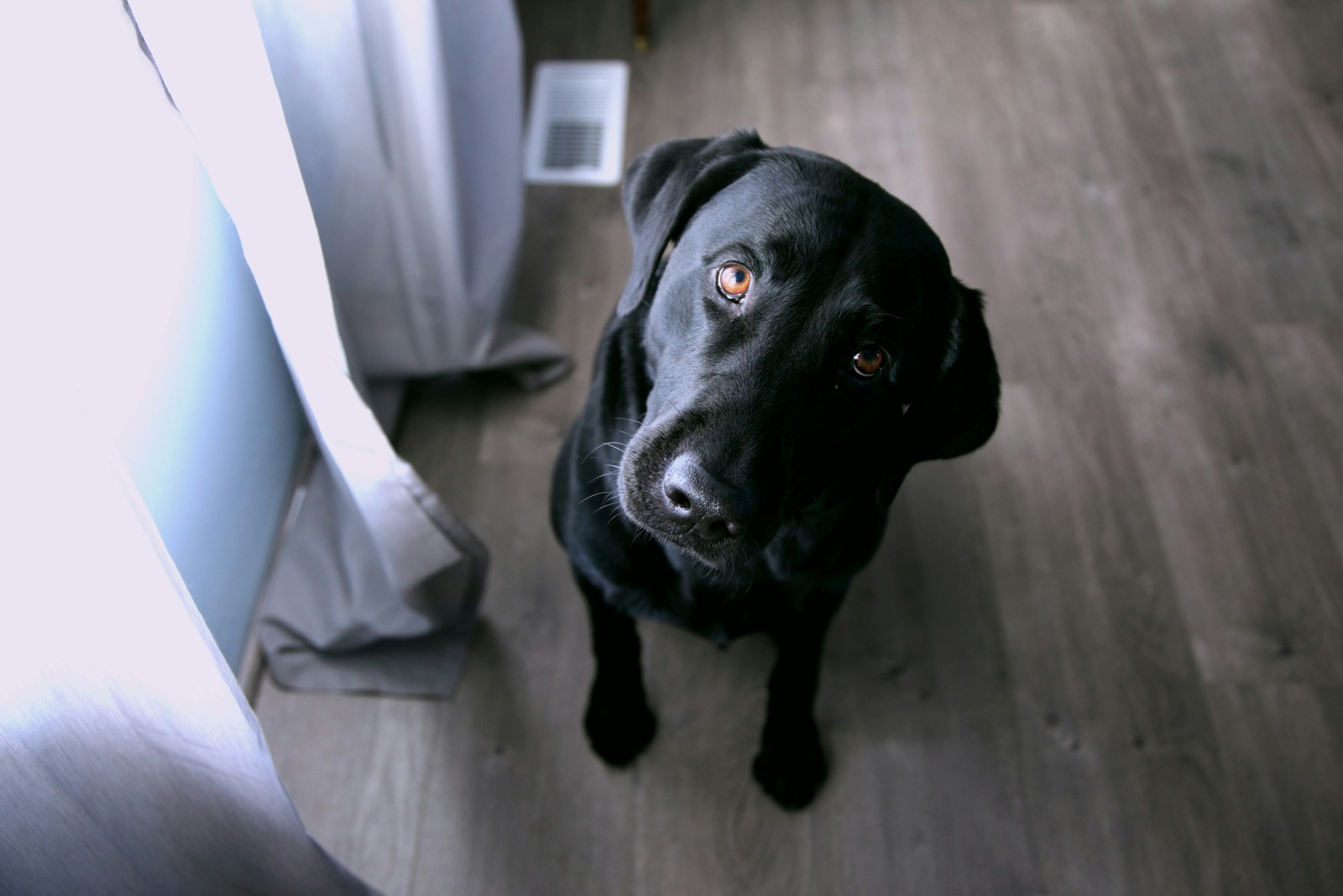 labrador czarny