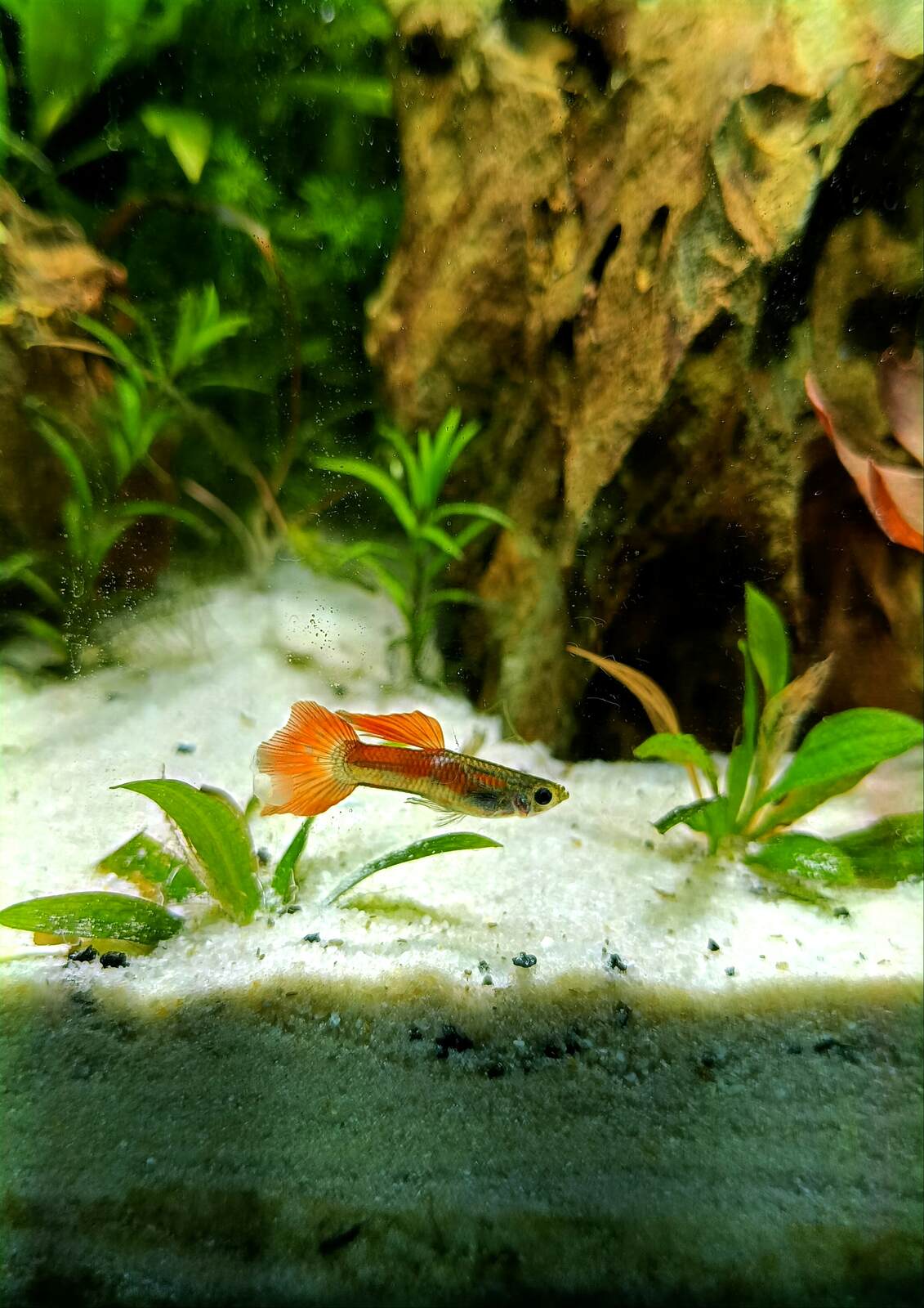 ryba gupik