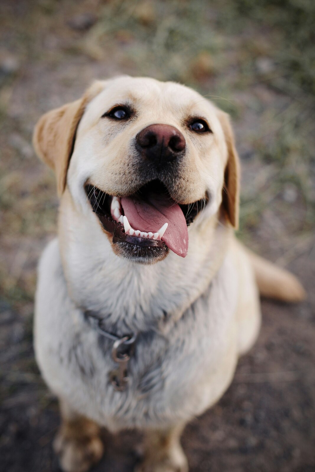 labrador