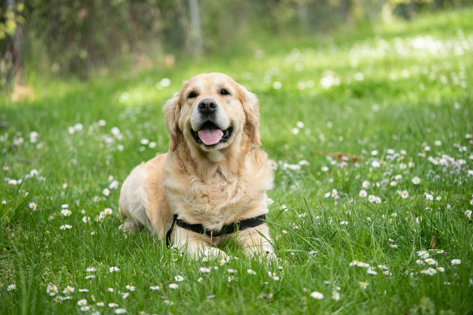 labrador na łące