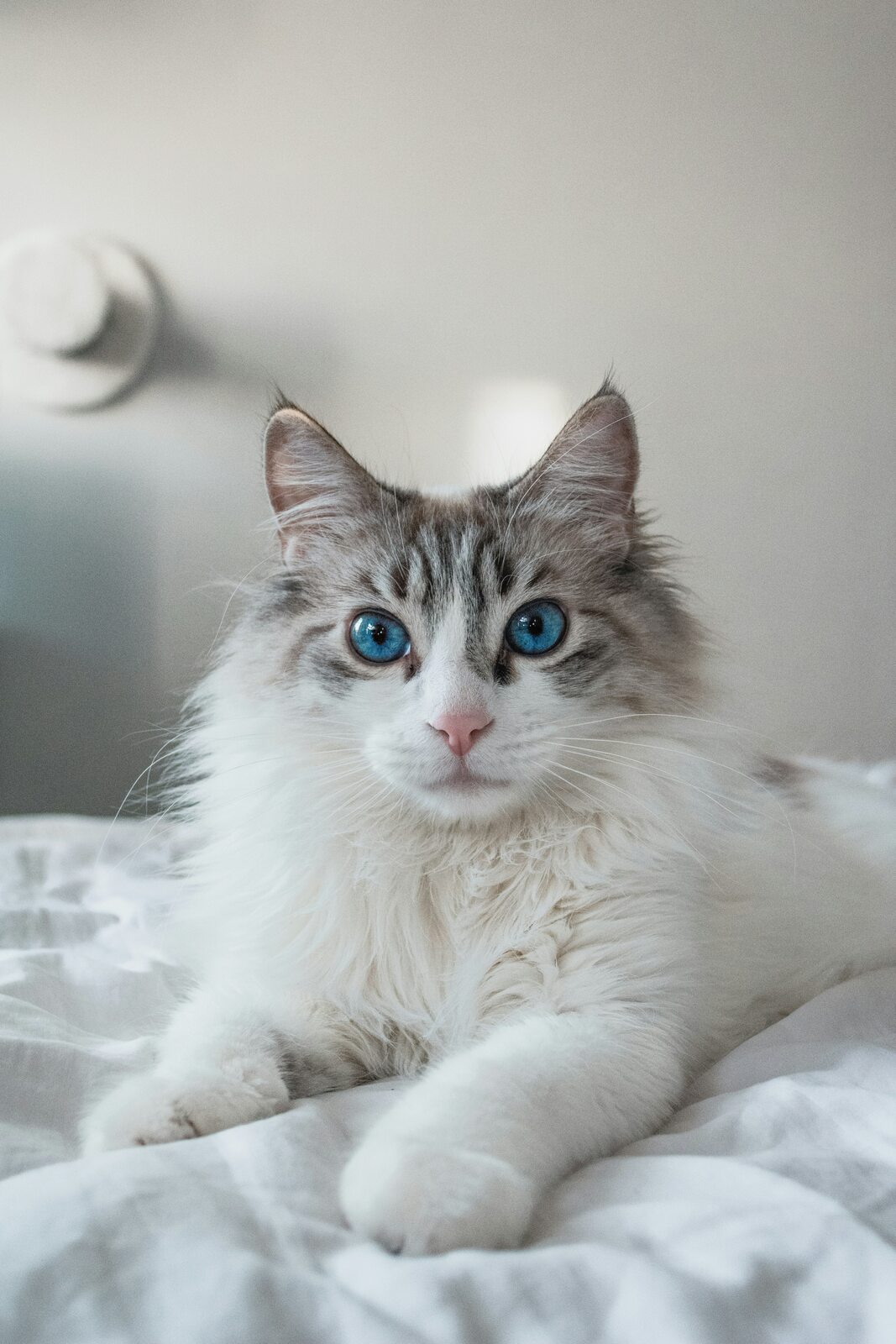 ragdoll na łóżku