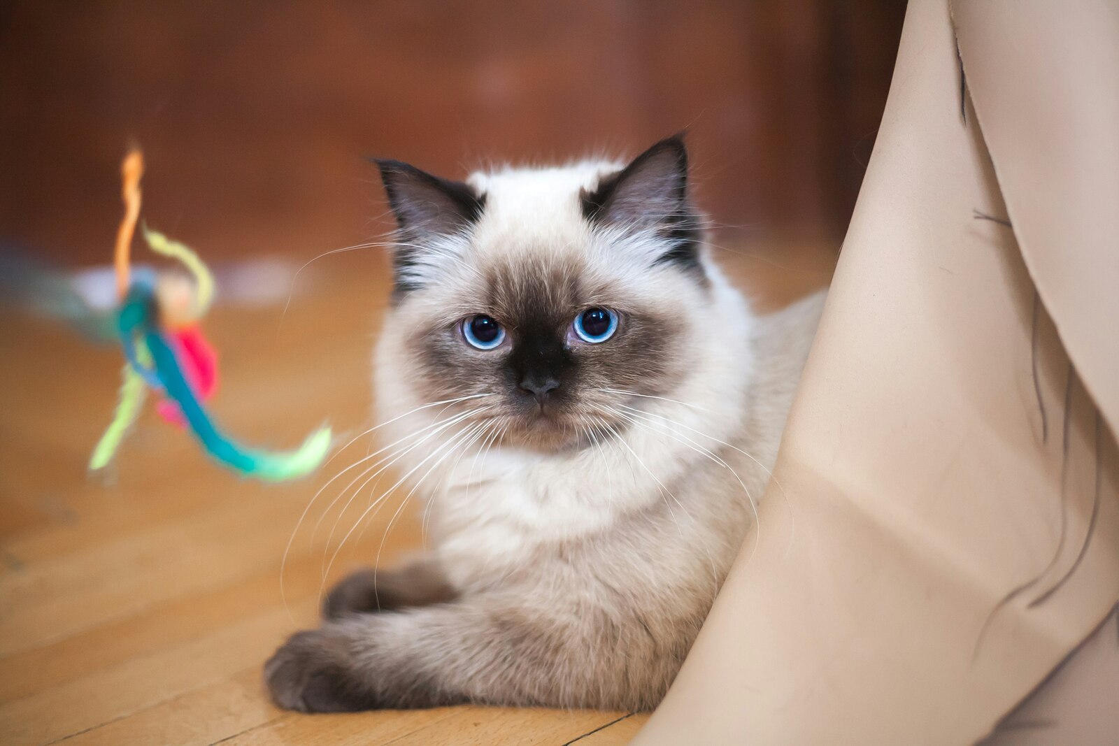 kot ragdoll