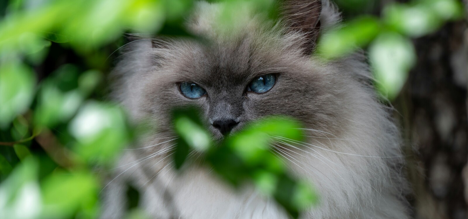 ragdoll 