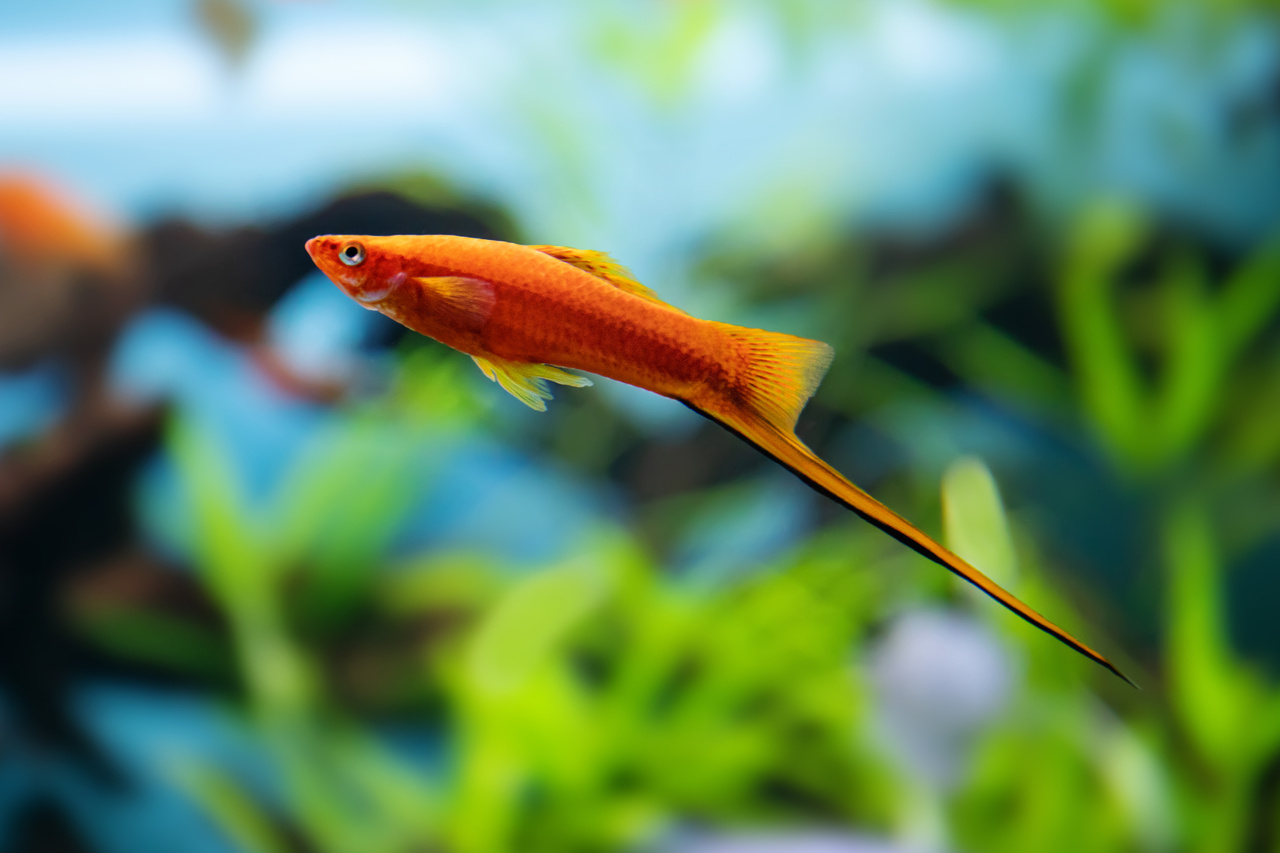 ryba mieczyk Xiphophorus hellerii