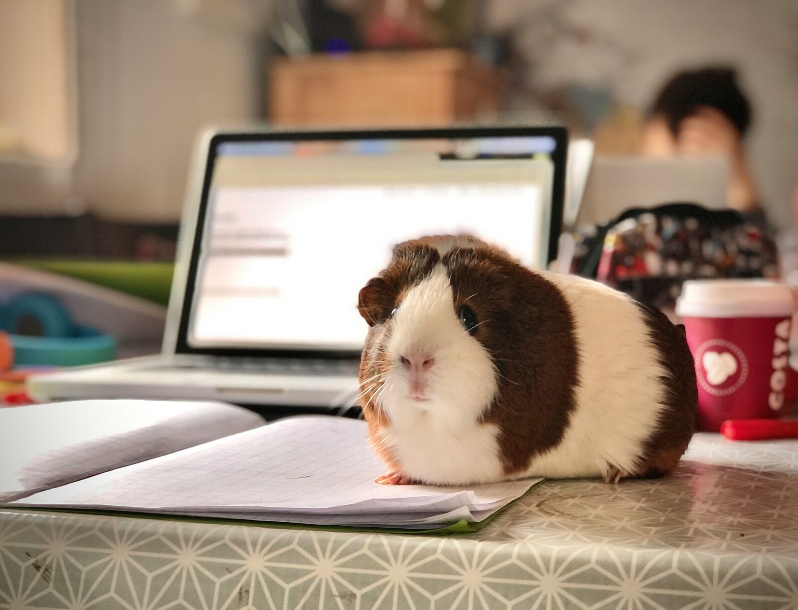 Cavia Porcellus