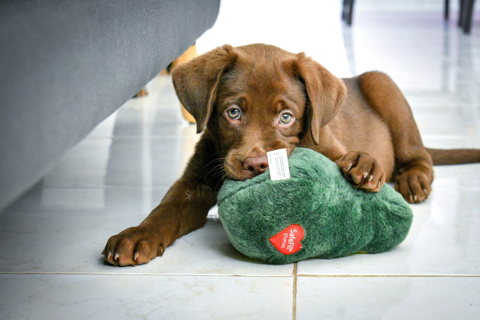 labrador brązowy