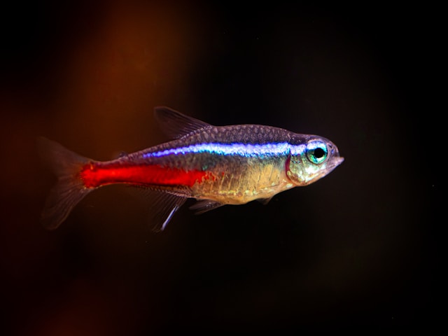 neon innesa