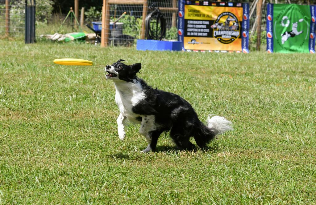  border collie aportuje frisbee