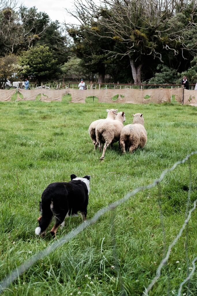  border collie z owcami