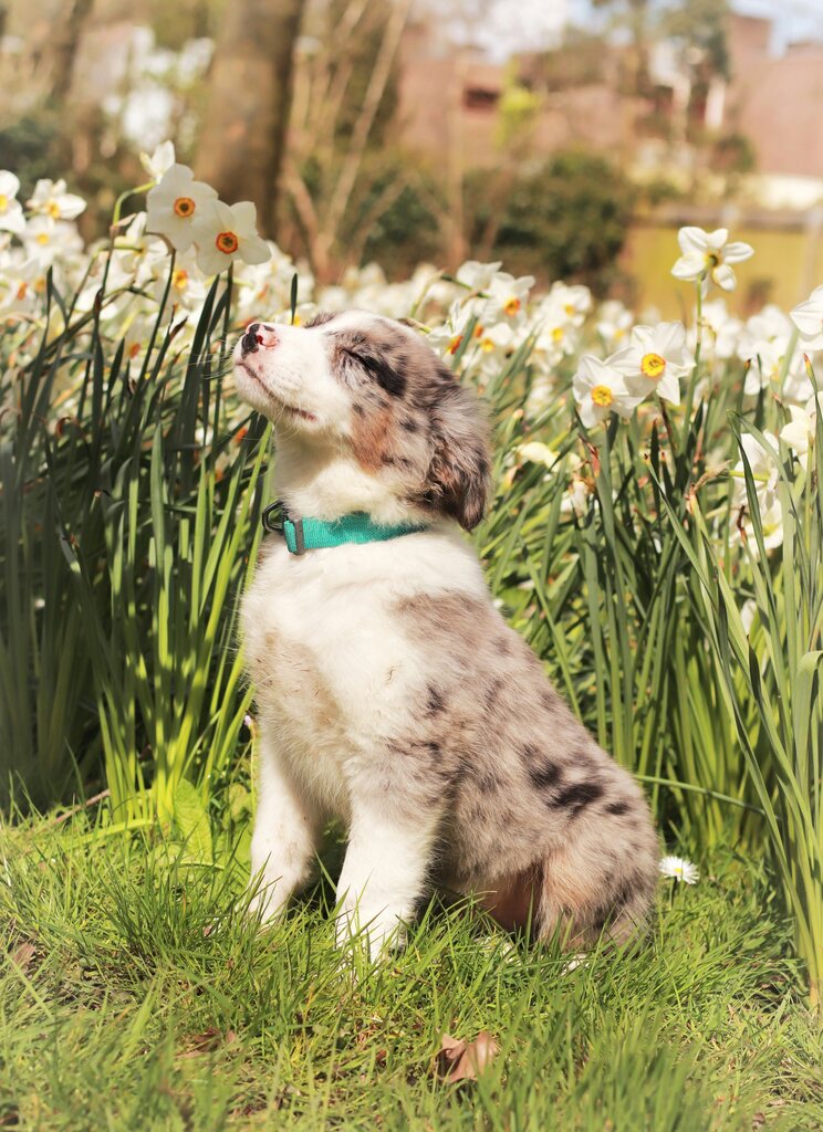  szczeniak border collie w sloncu