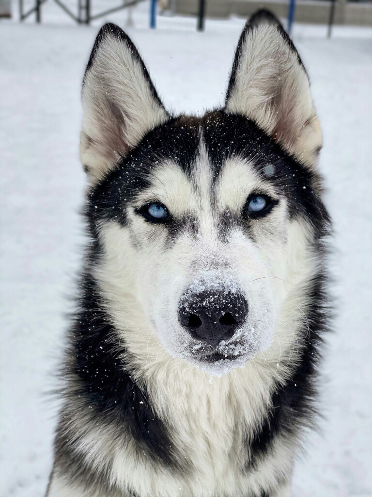  husky syberyjski patrzacy wprost