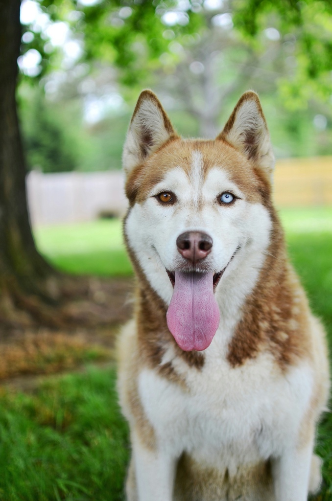  husky syperyjski z heterochromia