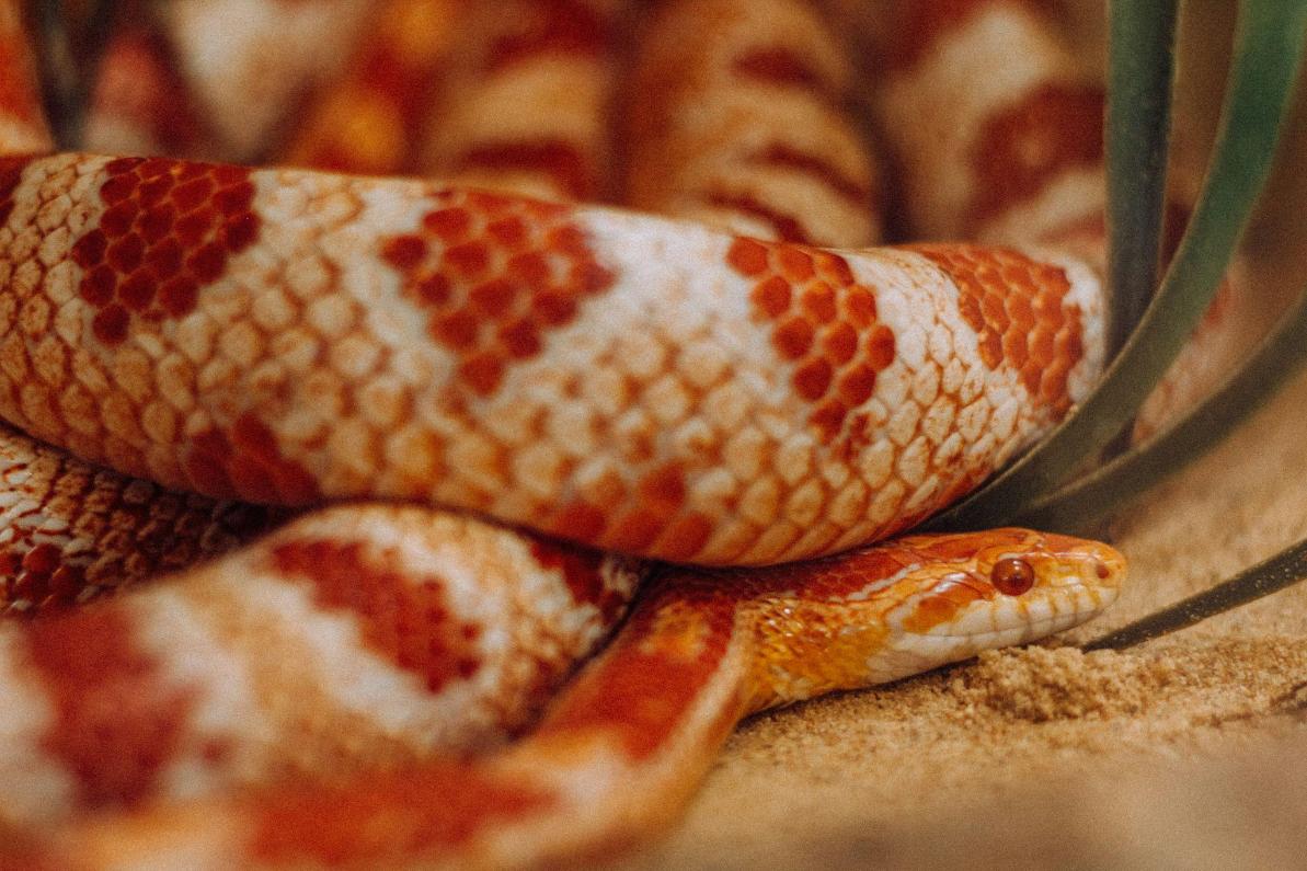  wąż zbożowy na piasku