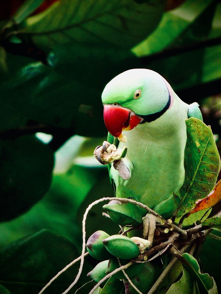 jedząca aleksandretta obrożna