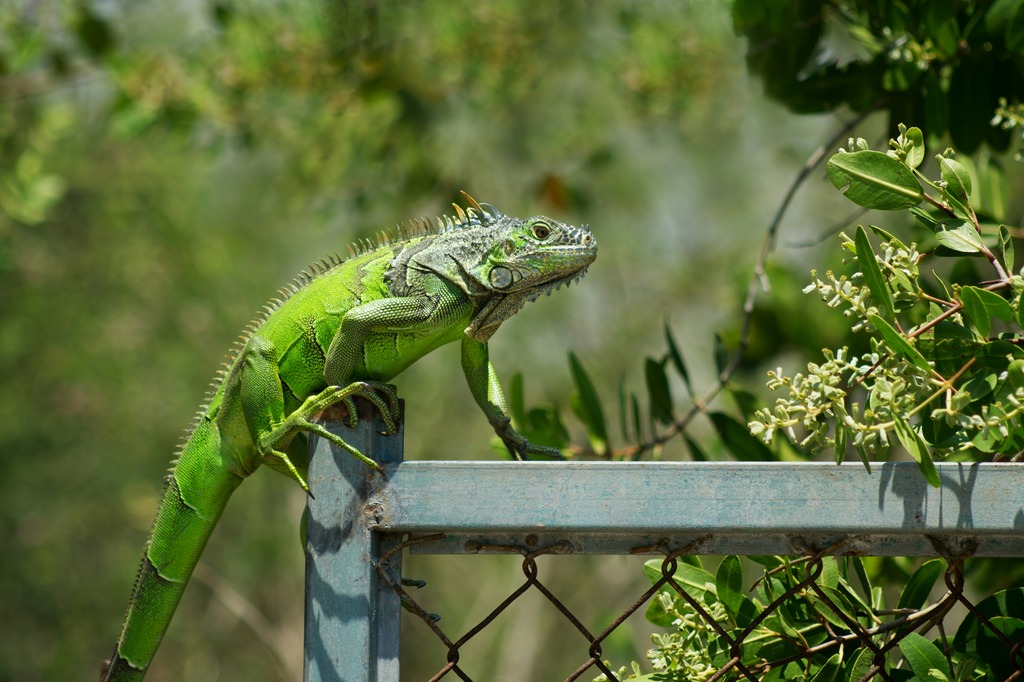 iguana iguana na płocie