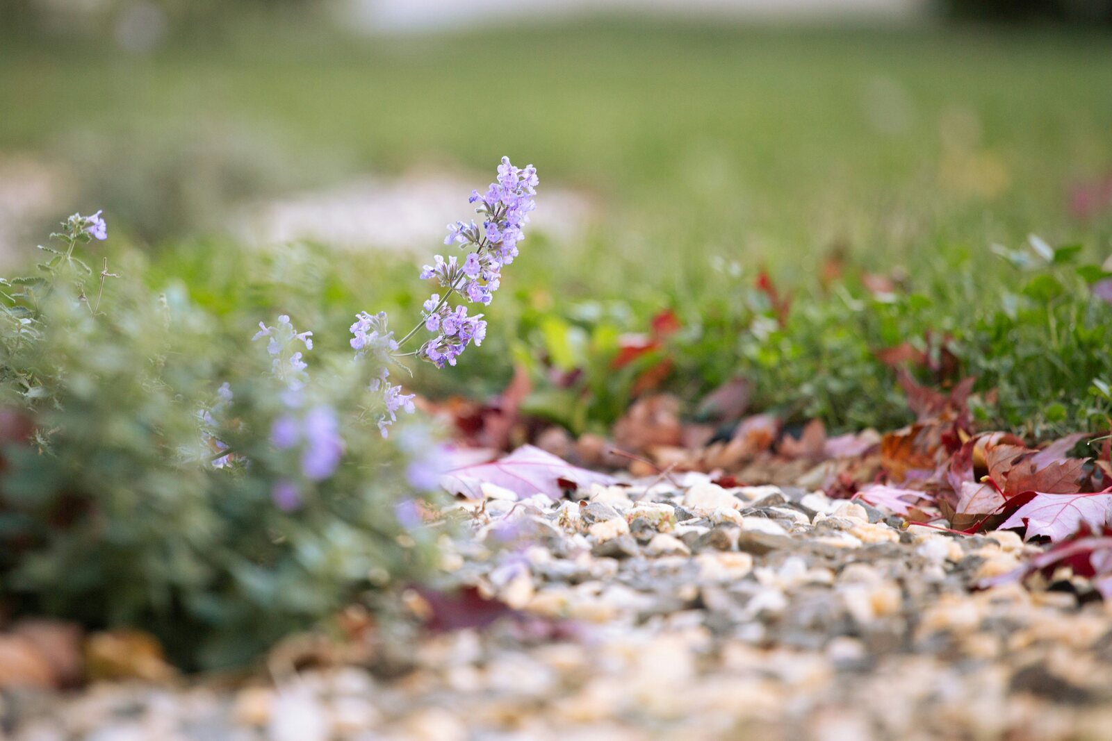 krzaczek kocimiętki