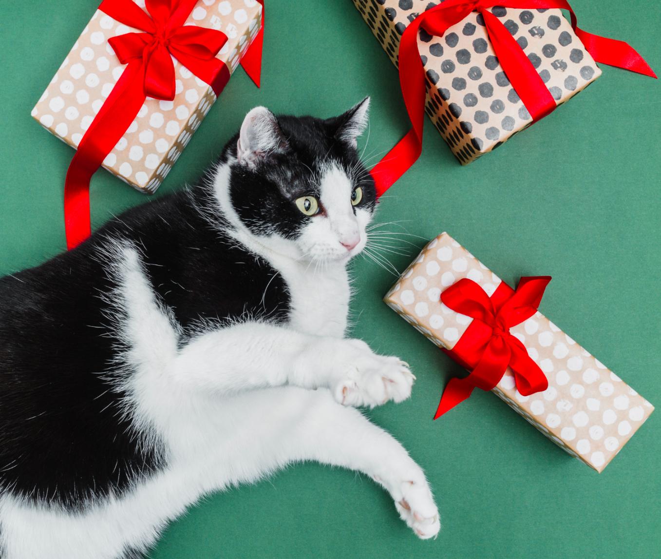 Czarno-biały ucieszony kotek pomiędzy prezentami