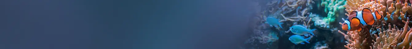 Czyszczenie i sprzątanie w akwarium