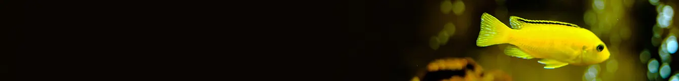 Czyszczenie i sprzątanie w akwarium