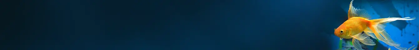 Filtracja w akwarium