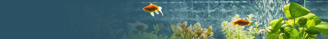 Napowietrzanie akwarium