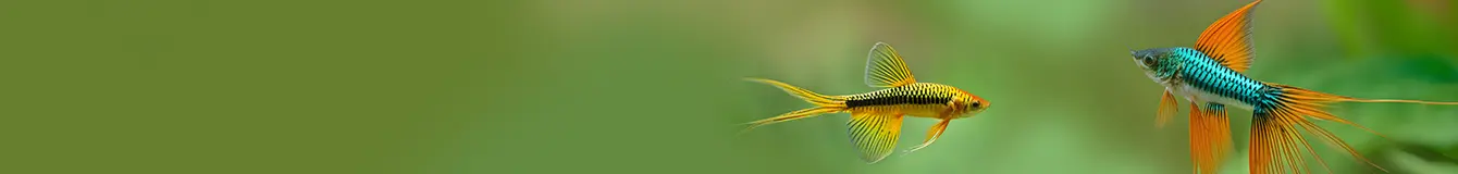 Nawożenie w akwarium