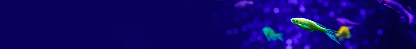 Oświetlenie w akwarium