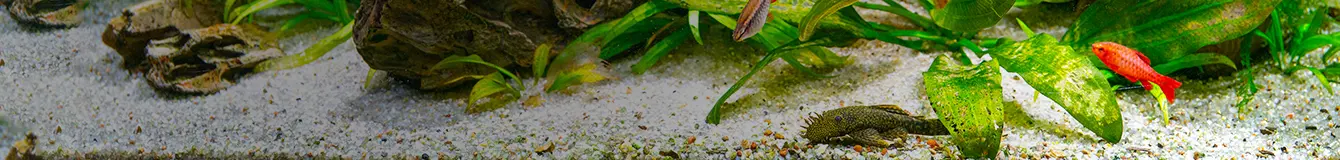 Podłoża do akwarium