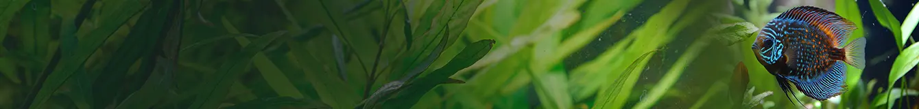 Filtracja w akwarium