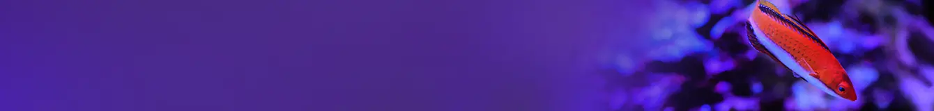 Lampy UV do filtrów akwariowych