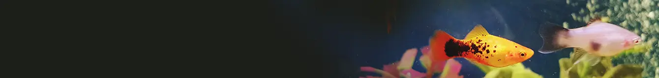 Pompy i głowice do akwarium