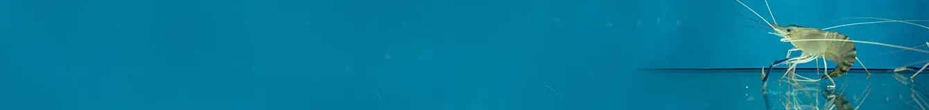 Akcesoria dla krewetek