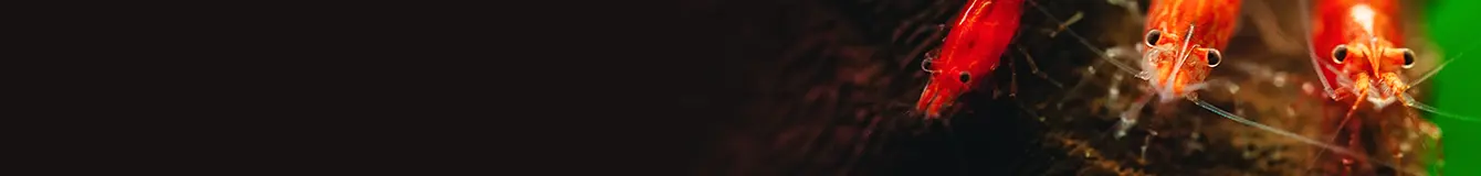 Produkty naturalne dla krewetek