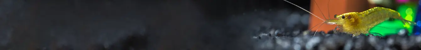 Podłoża dla krewetek