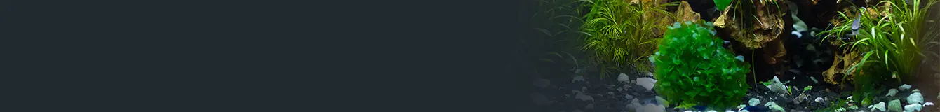 Nawozy do podłoża w akwarium