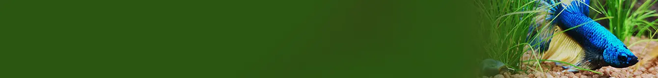 Dozowanie CO2 w akwarium