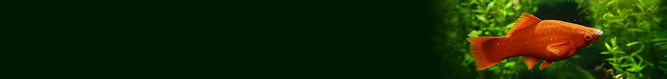 Mineralizatory dla roślin