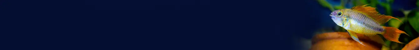 Termometry do akwarium