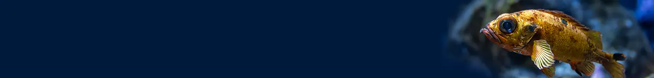 Akcesoria do oświetlenia akwarium