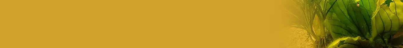 Podłoża aktywne do akwarium