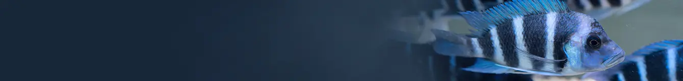 Pokarm dla ryb dennych