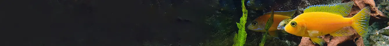 Płynne pokarmy dla rybek