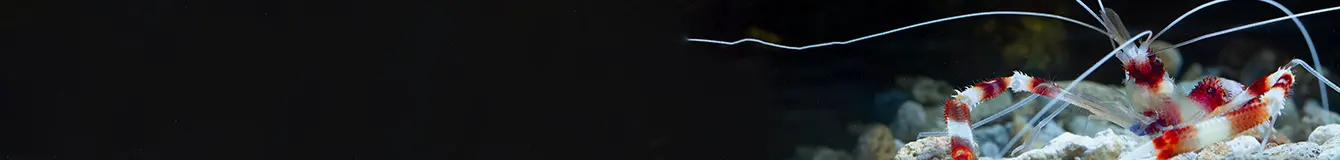 Pokarm dla raków i krabów