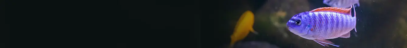 Pokarm wakacyjny dla rybek