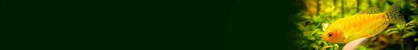 Mierniki do testowania wody w akwarium