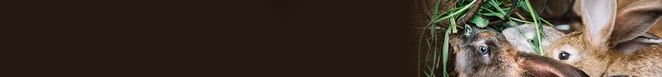 Pokarm dla królików i gryzoni