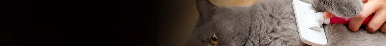 Higiena i pielęgnacja kota