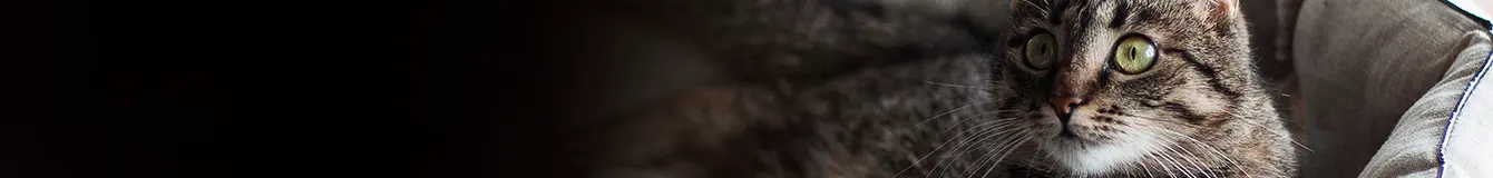 Budki i legowiska dla kotów